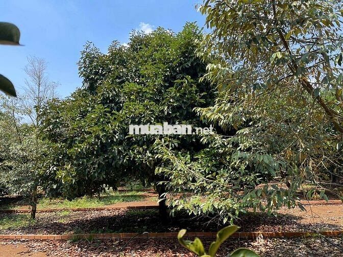 Chủ đang kẹt tiền gửi bán gấp vườn cây ăn trái hơn 1 sào