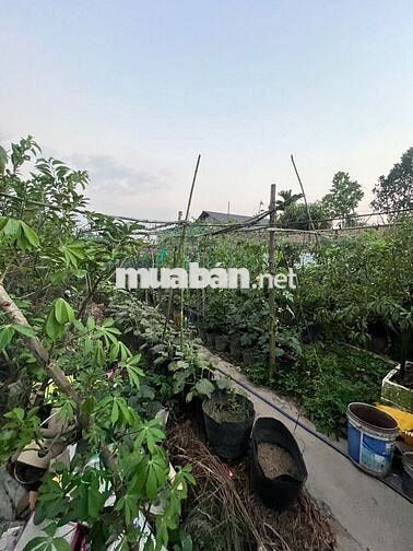 Bán đất Xuân Thới Thượng, Hóc Môn, diện tích 720m²