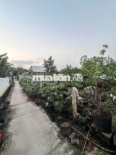 Bán đất Xuân Thới Thượng, Hóc Môn, diện tích 720m²