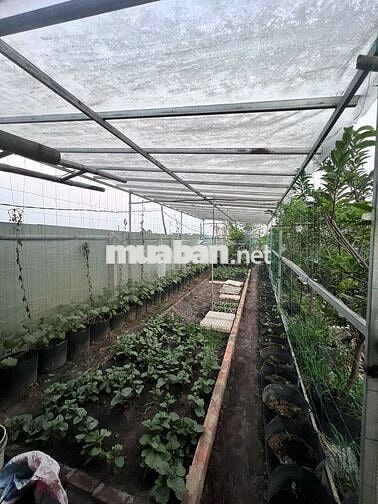 Bán đất Xuân Thới Thượng, Hóc Môn, diện tích 720m²