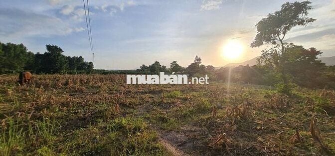 mình chính chủ bán đất CLN tại Hàm Cần HTN Bình Thuận