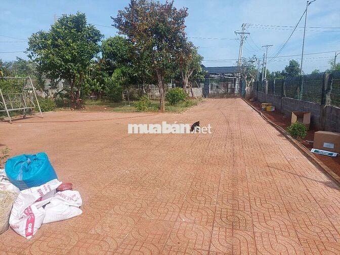 Bán nhà mặt tiền (909m2) số 368 cmt8 thị trấn đất đỏ