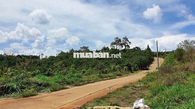 Đất Lâm Đồng, thích hợp : nghỉ dưỡng, làm nông nghiệp/farmstay, đầu tư