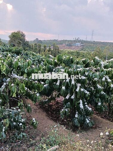 Đất nhà vườn lâm đồng, nghỉ dưỡng, làm nông nghiệp/farmstay, đầu tư