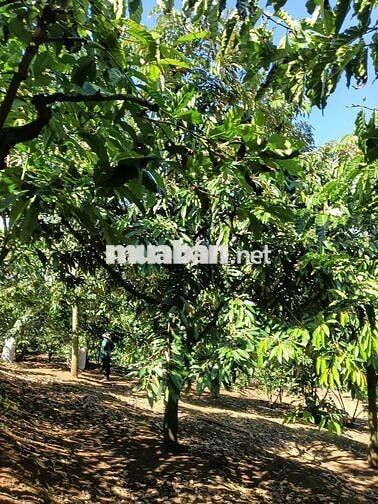 Đất nhà vườn lâm đồng, nghỉ dưỡng, làm nông nghiệp/farmstay, đầu tư