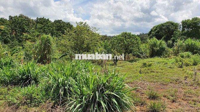 Đất Lâm Đồng, thích hợp : nghỉ dưỡng, làm nông nghiệp/farmstay, đầu tư