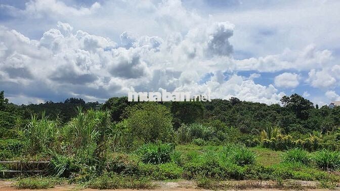 Đất Lâm Đồng, thích hợp : nghỉ dưỡng, làm nông nghiệp/farmstay, đầu tư