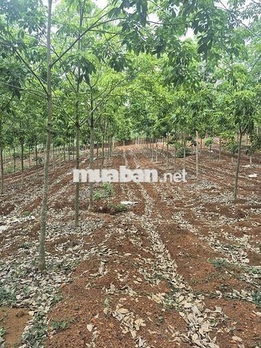 Bán 2.9 Ha Cao su non Trồng năm thứ 5. Đất đỏ tơi xốp. Chăm sóc kỹ