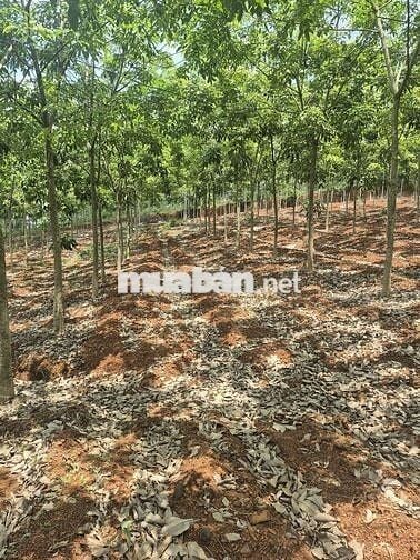 Bán 2.9 Ha Cao su non Trồng năm thứ 5. Đất đỏ tơi xốp. Chăm sóc kỹ