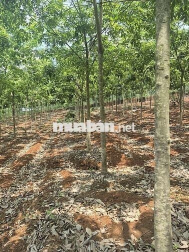 Bán 2.9 Ha Cao su non Trồng năm thứ 5. Đất đỏ tơi xốp. Chăm sóc kỹ