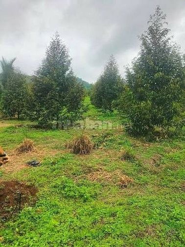CẦN TIỀN CẮT LỖ - BÁN GẤP VƯỜN CÂY ĂN TRÁI 2600M2 CHỈ 450 Triệu 
