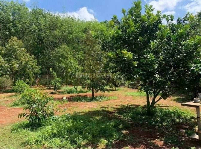 CẦN TIỀN CẮT LỖ - BÁN GẤP VƯỜN CÂY ĂN TRÁI 2600M2 CHỈ 450 Triệu 