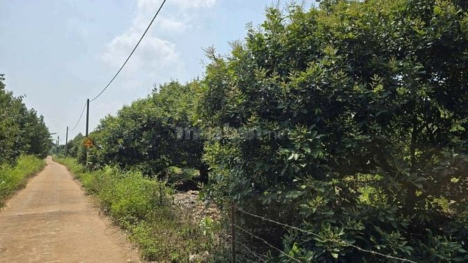 CẦN TIỀN CẮT LỖ - BÁN GẤP VƯỜN CÂY ĂN TRÁI 2600M2 CHỈ 450 Triệu 