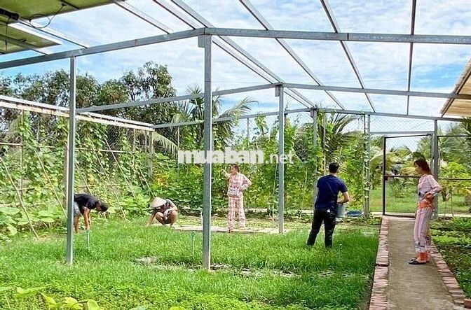 Tuyển người Chăm Cây, Nuôi Gà + Heo + Rau