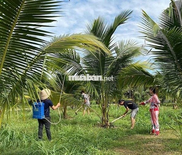 Tuyển người Chăm Cây, Nuôi Gà + Heo + Rau