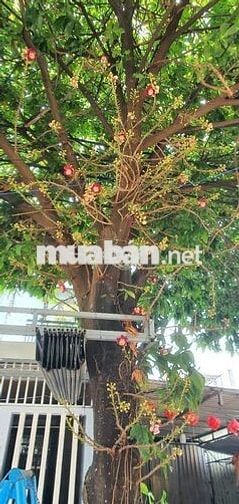 5,45tỷ thì MUA NHÀ KIỆT ở TRUNG TÂM ĐÀ NẴNG hay ĐẤTMẶTTIỀN gần BIỂN XT