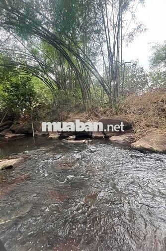 🌿 BÌNH LỘC - THÀNH PHỐ ĐỒNG NAI 📍 Mảnh vườn đẹp diện tích 3,6 sào 🏡