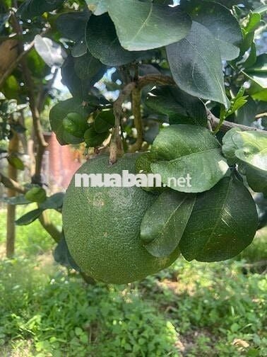 🌿 BÌNH LỘC - THÀNH PHỐ ĐỒNG NAI 📍 Mảnh vườn đẹp diện tích 3,6 sào 🏡