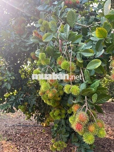 🌿 BÌNH LỘC - THÀNH PHỐ ĐỒNG NAI 📍 Mảnh vườn đẹp diện tích 3,6 sào 🏡