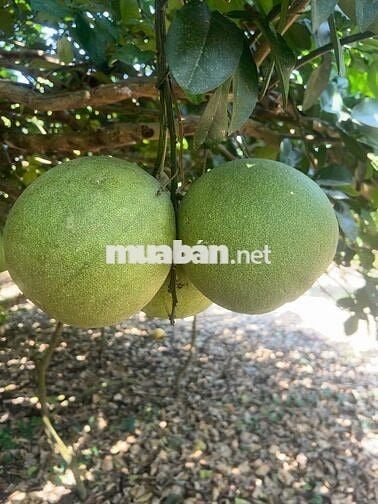🌿 BÌNH LỘC - THÀNH PHỐ ĐỒNG NAI 📍 Mảnh vườn đẹp diện tích 3,6 sào 🏡