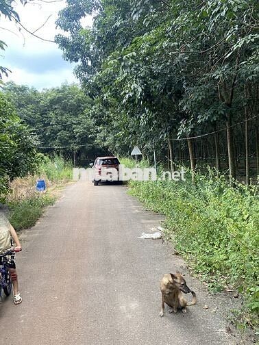 Bán đất mặt tiền đường Tân Thành 60