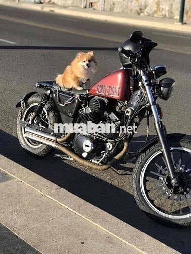 Yamaha XRV250, dáng Harley HD 48 Đỏ Đen