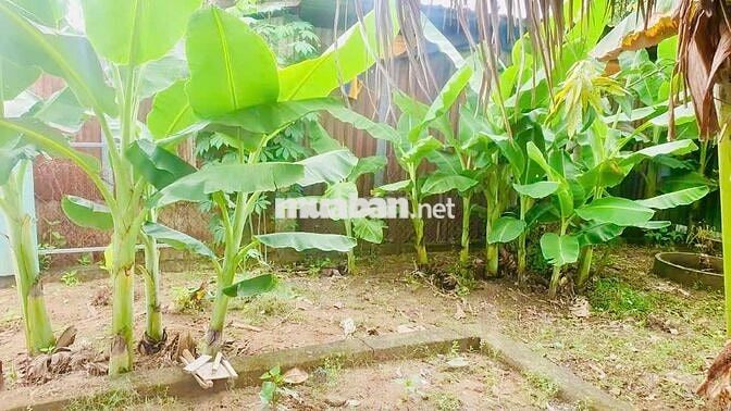 Bán Gấp 540m2 đất cây lâu năm hẻm Lê Văn Lương, Nhơn Đức, NBe