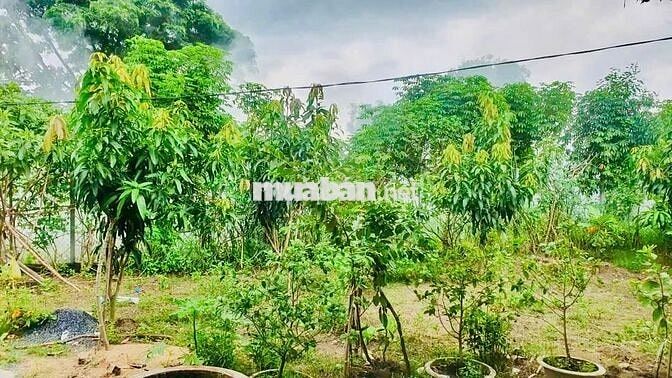 Bán Gấp 540m2 đất cây lâu năm hẻm Lê Văn Lương, Nhơn Đức, NBe