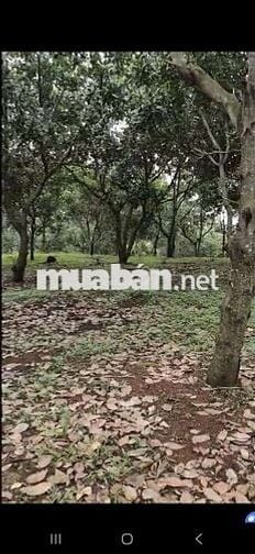 Bán 1,15 Ha Điều tơ. Đồng Bia, Tân Lợi, Bình phước. Mặt đường 300m