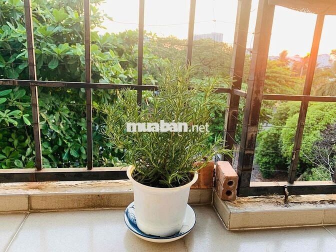 CẦN TÌM NỮ NHÂN VIÊN VĂN PHÒNG Ở GHÉP QUẬN 10 - CÓ CỬA SỔ - VIEW BAN C
