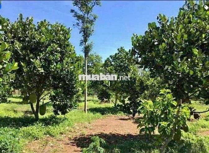 Hơn 200m² có sẵn 100m² thổ cư ngang 5m giá 600 triệu tại Đường Bãi Sậy