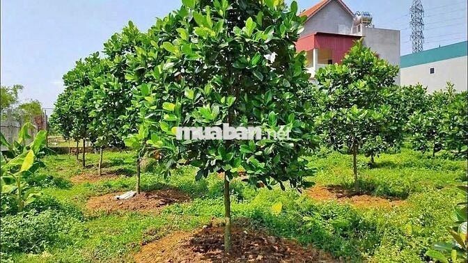 Hơn 200m² có sẵn 100m² thổ cư ngang 5m giá 600 triệu tại Đường Bãi Sậy