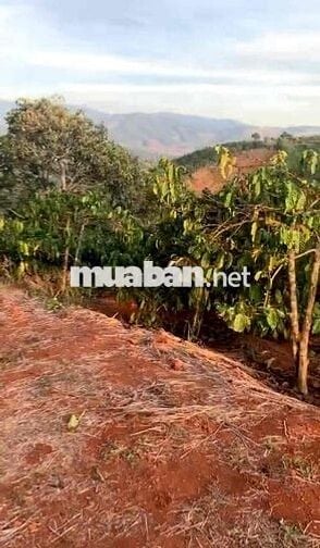 CHUYỂN NHƯỢNG QUỸ ĐẤT SINH THÁI 2,6 HA – CẠNH RỪNG THÔNG & KDL TÀ NUNG