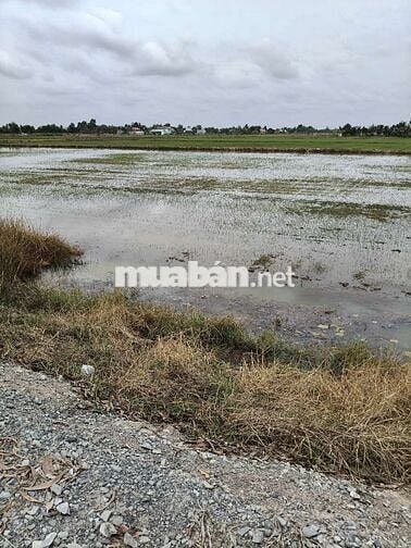 Đất lúa giáp đường 8 mét công cộng