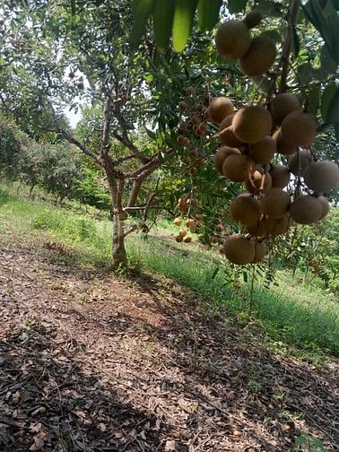 Đất vườn có thổ và nhà cấp 4, MT đường tại biển Tân Thành,Gò Công Đông