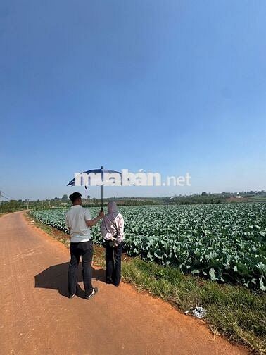 Đất Ven Đà Lạt chỉ từ 600 Triệu