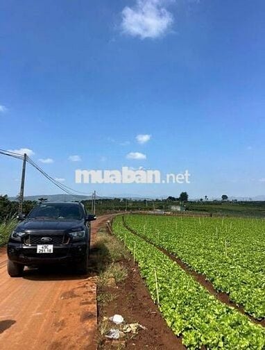 Đất Ven Đà Lạt chỉ từ 600 Triệu