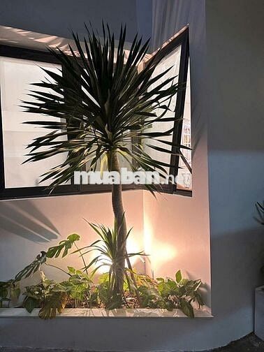NHÀ NGUYÊN CĂN CHO THUÊ – LÝ THƯỜNG KIỆT , HẢI CHÂU✨