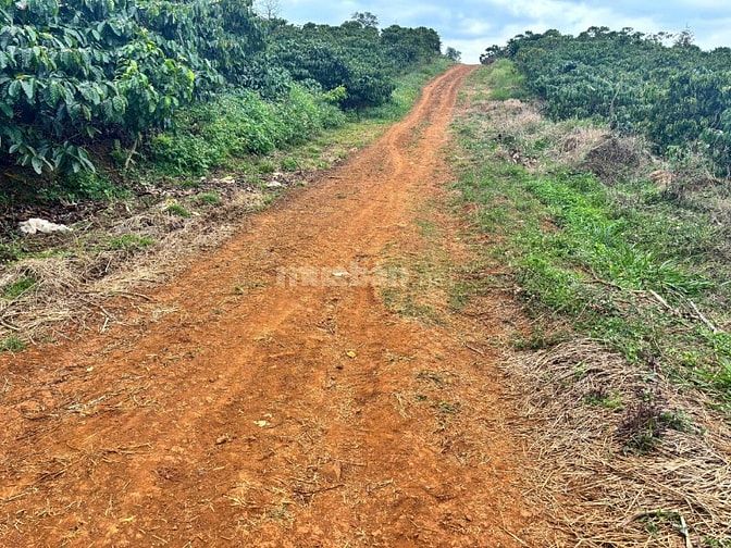 Đất Di Linh. 1000m2 có cà phê, có điện,đường ô tô. Giá 380tr bao sổ