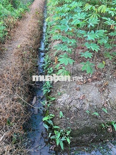 Bán 635m2 đất thuộc Phường Tân An cũ, TP Hồ Chí Minh