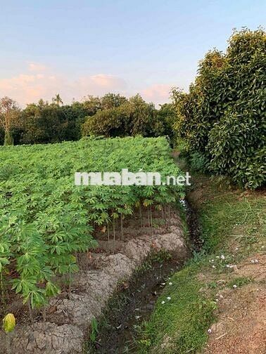 Bán 635m2 đất thuộc Phường Tân An cũ, TP Hồ Chí Minh