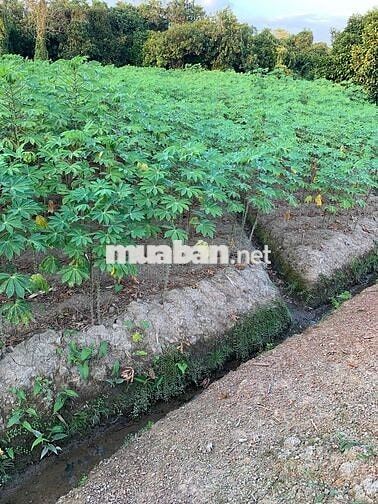 Bán 635m2 đất thuộc Phường Tân An cũ, TP Hồ Chí Minh