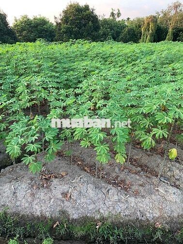 Bán 635m2 đất thuộc Phường Tân An cũ, TP Hồ Chí Minh