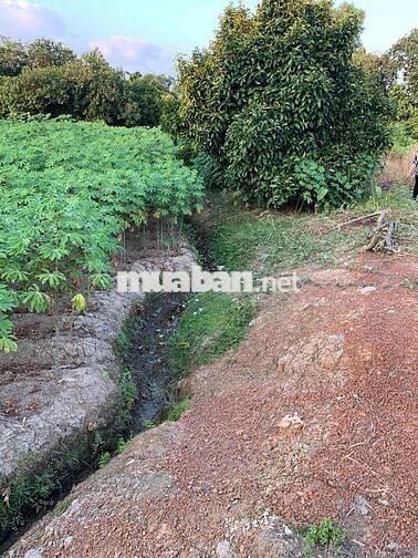 Bán 635m2 đất thuộc Phường Tân An cũ, TP Hồ Chí Minh