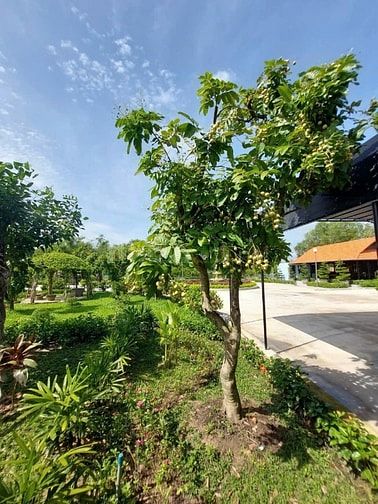 BÁN GẤP NHÀ VƯỜN SINH THÁI HẬU NGHĨA  ĐỨC HÒA, LONG AN (NAY THUỘC TÂY 