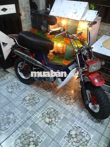 Honda Chaly 81