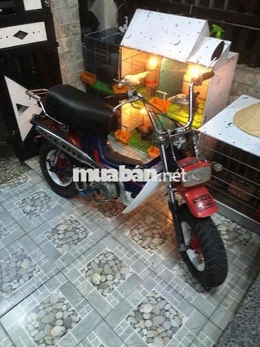 Honda Chaly 81