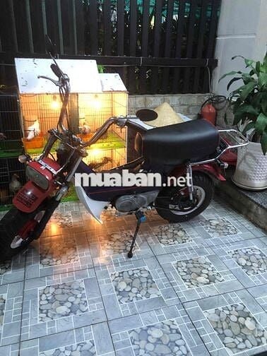 Honda Chaly 81