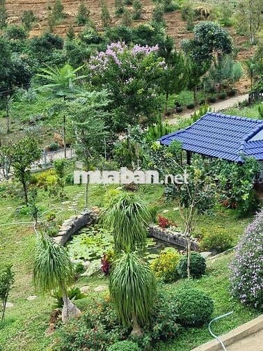 Nhà vườn giữa lưng chừng núi siêu đẹp