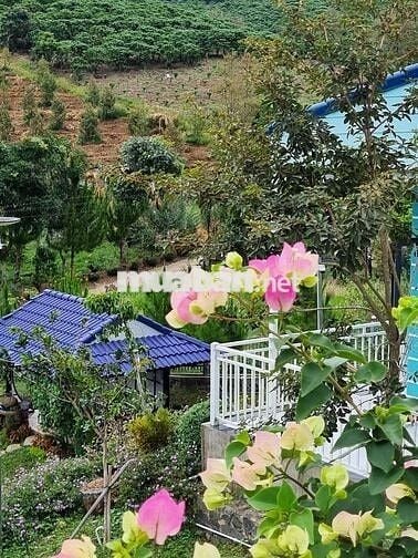 Nhà vườn giữa lưng chừng núi siêu đẹp